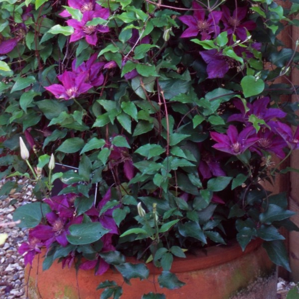 Fleuri Clematis