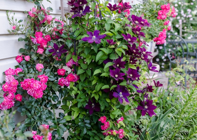 Fleuri Clematis