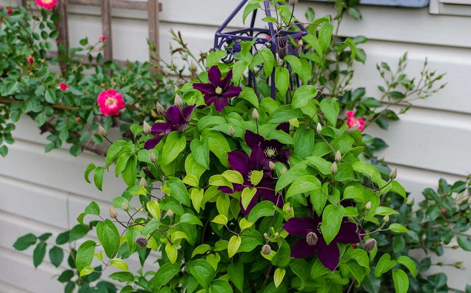 Fleuri Clematis