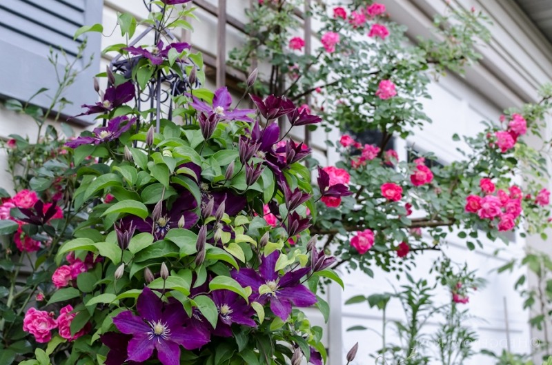 Fleuri Clematis