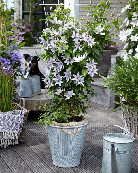 Samaritan Jo Clematis