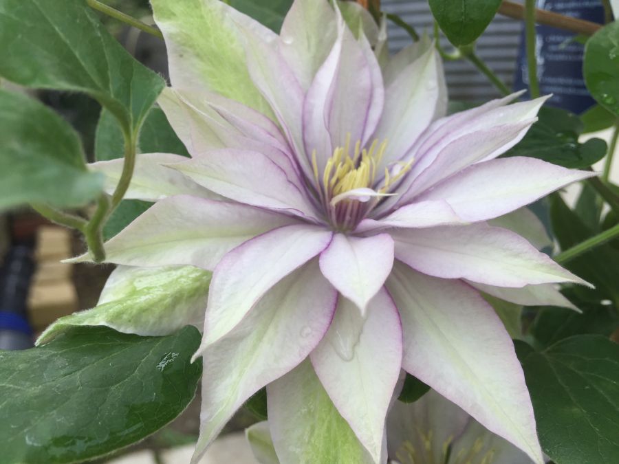 Samaritan Jo Clematis