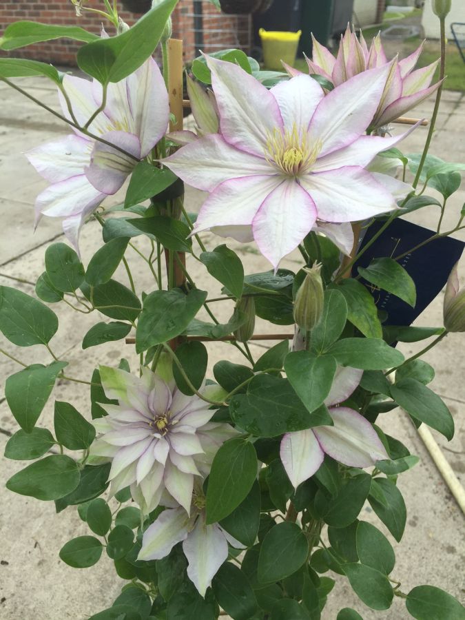 Samaritan Jo Clematis