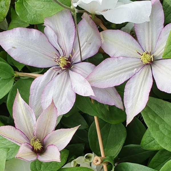 Samaritan Jo Clematis