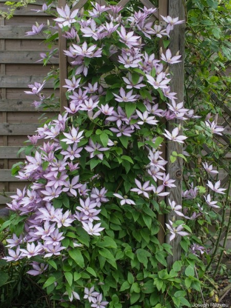 Samaritan Jo Clematis