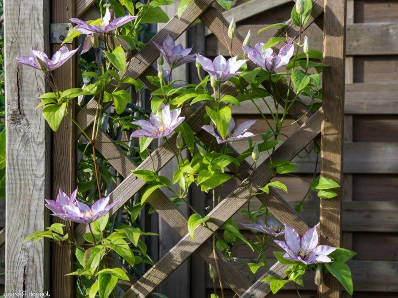 Samaritan Jo Clematis