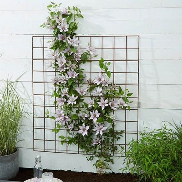 Samaritan Jo Clematis
