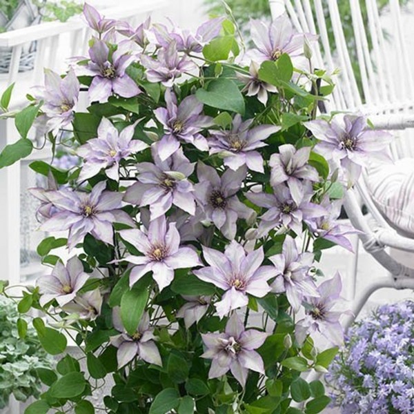 Samaritan Jo Clematis