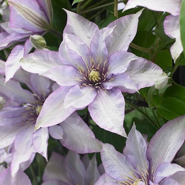 Samaritan Jo Clematis