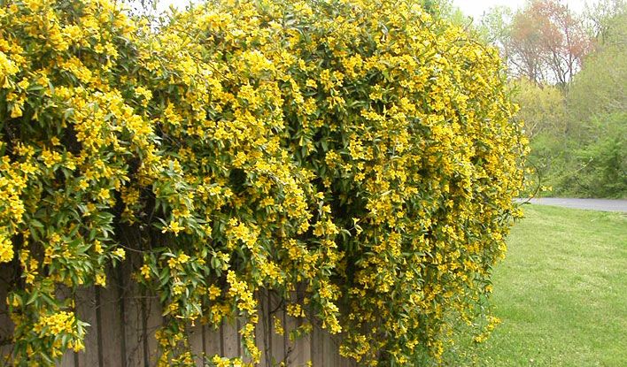 Duet Yellow Jasmine