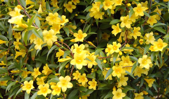 Duet Yellow Jasmine