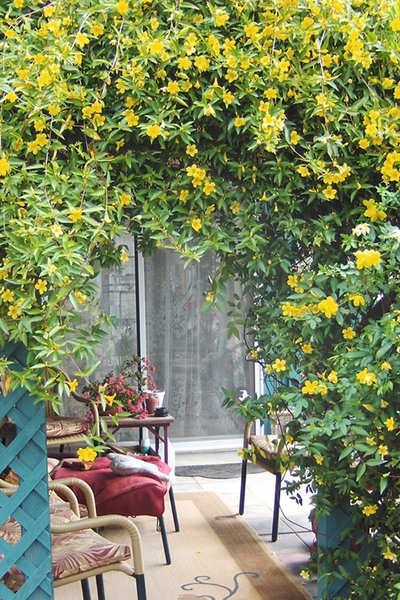 Duet Yellow Jasmine