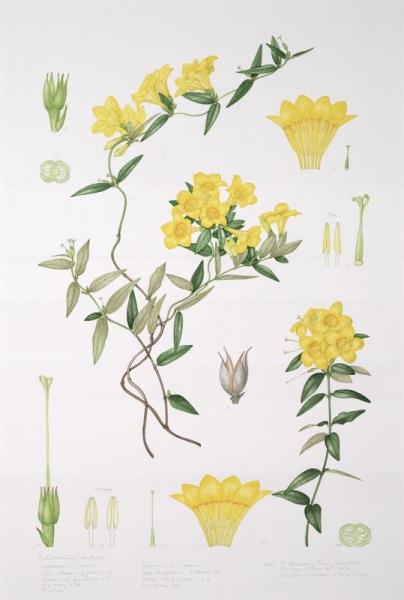 Swamp Jessamine