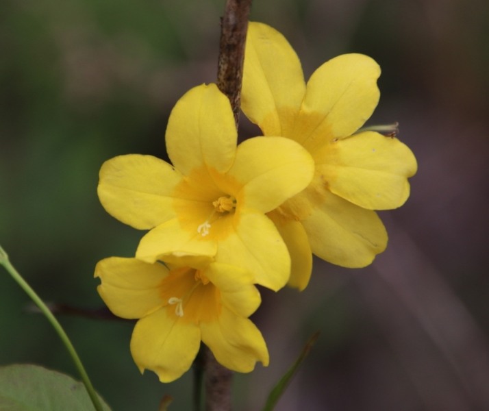 Swamp Jessamine