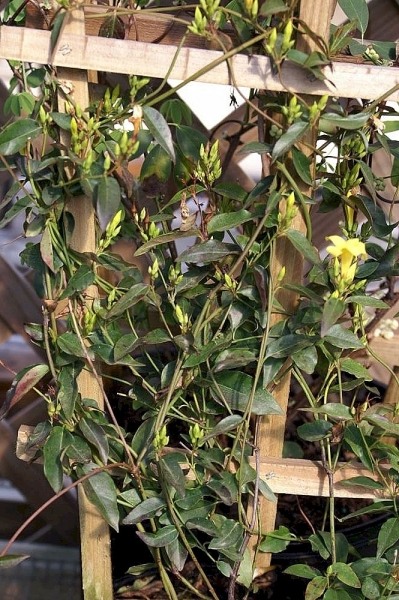 Swamp Jessamine