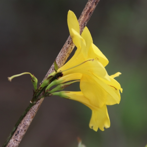 Swamp Jessamine