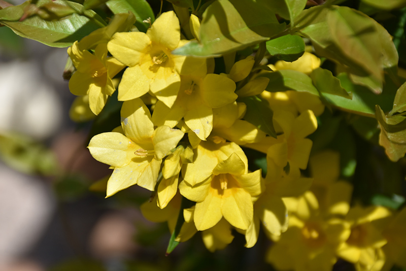 Swamp Jessamine