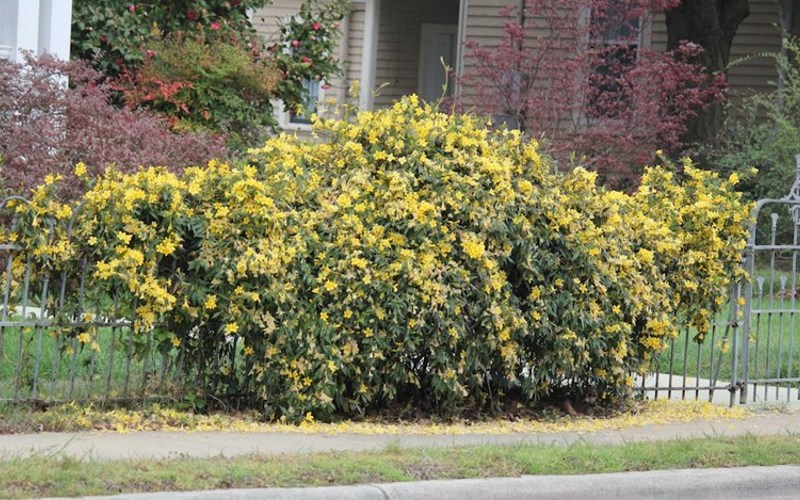 Pride of Augusta Double Flowering Carolina Jasmine