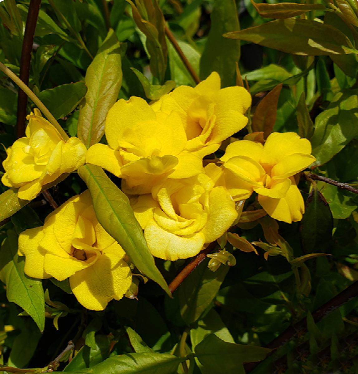 Pride of Augusta Double Flowering Carolina Jasmine