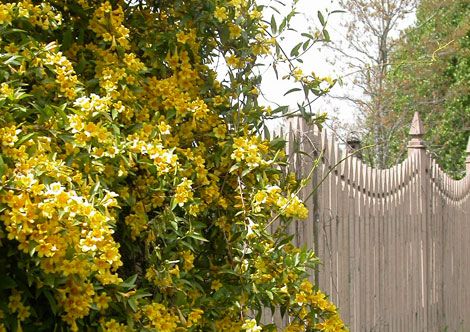 Pride of Augusta Double Flowering Carolina Jasmine