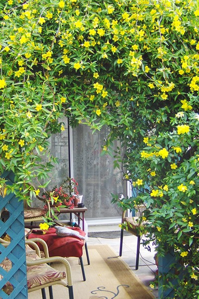 Pride of Augusta Double Flowering Carolina Jasmine