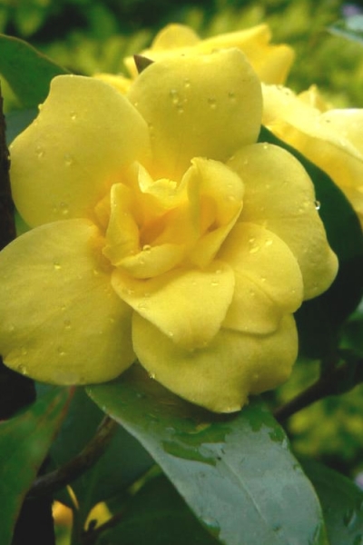 Pride of Augusta Double Flowering Carolina Jasmine