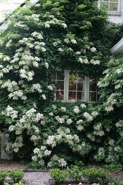 Climbing Hydrangea