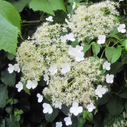 Climbing Hydrangea