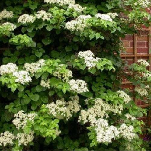 Climbing Hydrangea