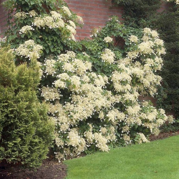 Climbing Hydrangea