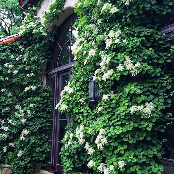 Climbing Hydrangea