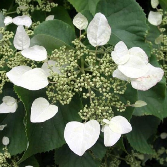 Climbing Hydrangea