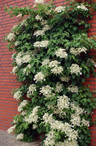 Climbing Hydrangea