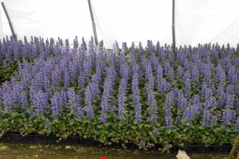 Bronze Beauty Ajuga