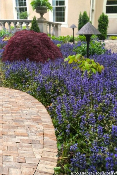 Bronze Beauty Ajuga