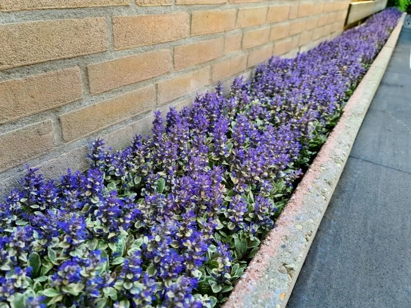 Bronze Beauty Ajuga
