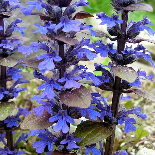 Bronze Beauty Ajuga