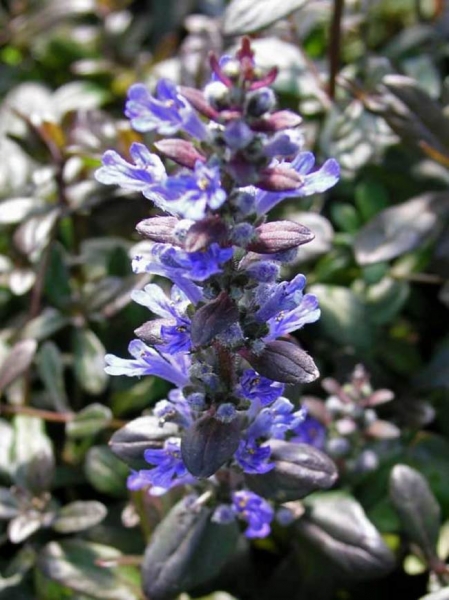 Bronze Beauty Ajuga