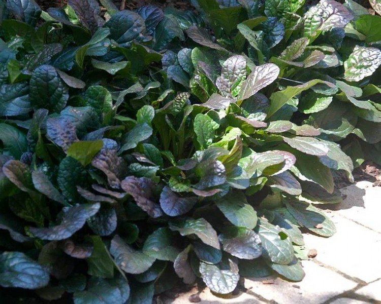 Bronze Beauty Ajuga