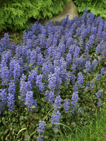 Bronze Beauty Ajuga