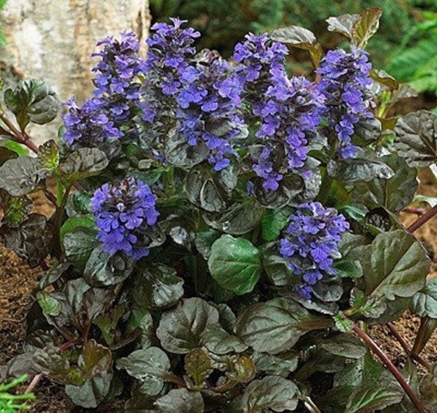 Bronze Beauty Ajuga