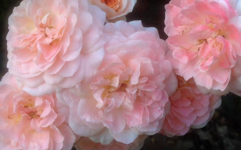 Apricot Drift Dwarf Rose