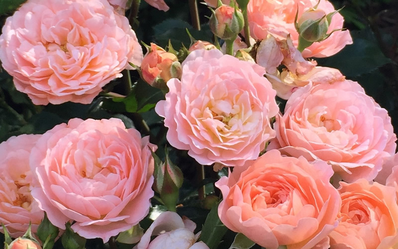 Apricot Drift Dwarf Rose
