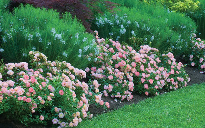 Apricot Drift Dwarf Rose