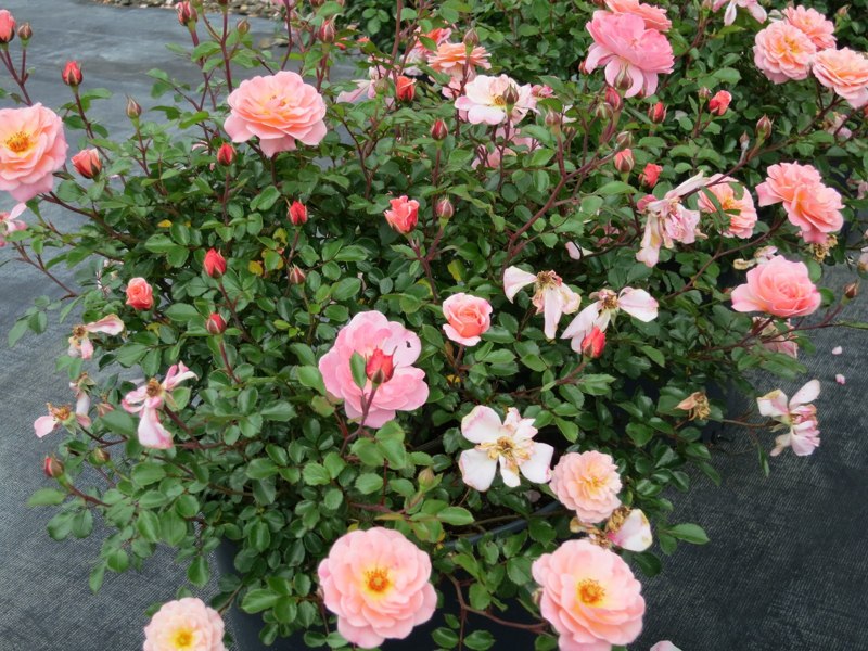 Apricot Drift Dwarf Rose