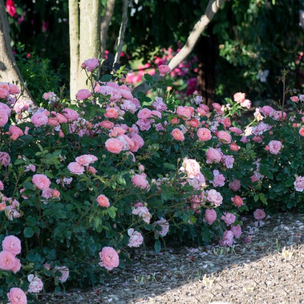 Apricot Drift Dwarf Rose