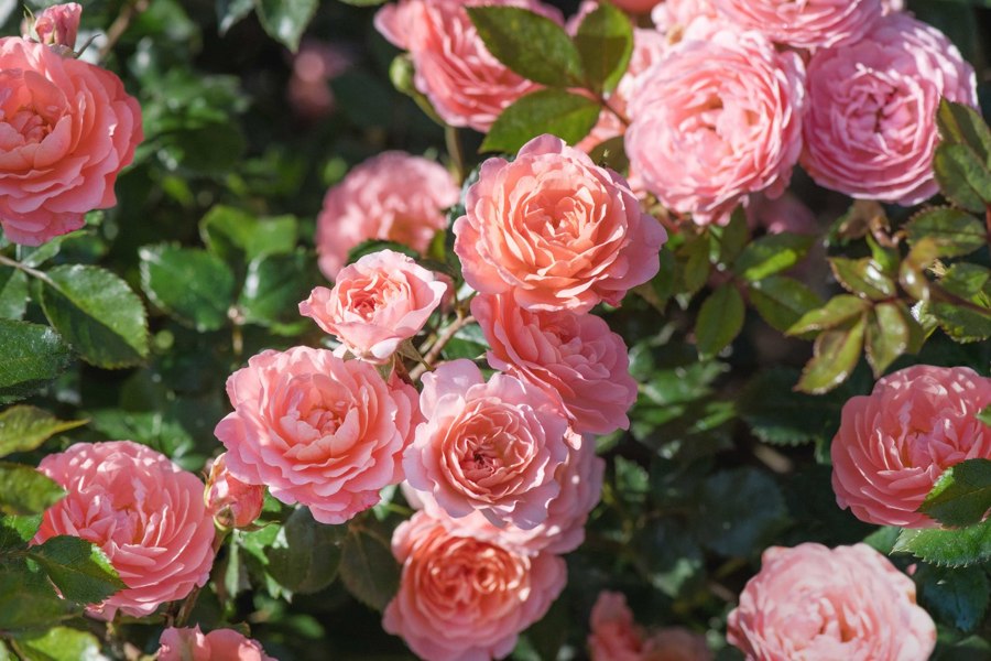 Apricot Drift Dwarf Rose