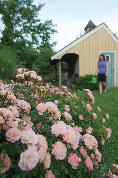 Apricot Drift Dwarf Rose