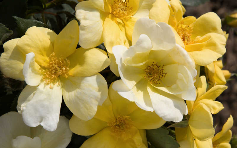 Sunny Yellow Knock Out Rose