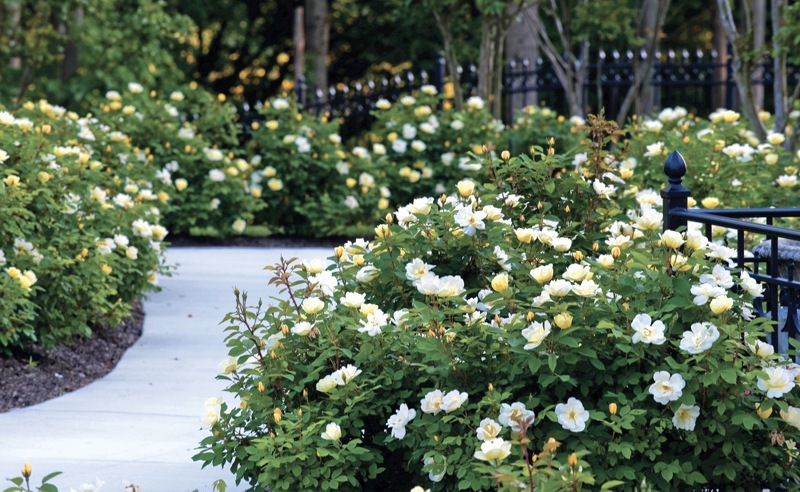 Sunny Yellow Knock Out Rose